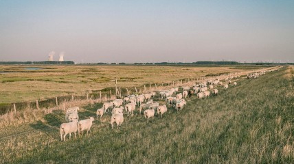 Wandeling : "Prosperpolder"